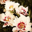 Fresh 10PCS Peony Cora Louise Seeds Lavender Center White Petals