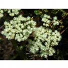 Fresh Verticordia eriocephala Seeds White Lambswool Wild Cauliflower