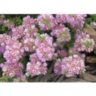 Fresh Verticordia halophila Seeds Salt loving Featherflower Pink Salt loving