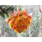 Fresh Liparia splendens Flower Seeds Mountain Dahlia Flowering Plant Seeds