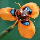 Fresh Moraea Tulbaghensis Flower Seeds South Africa Flowers