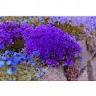 Fresh Heirloom Purple Mountain Phlox Seeds 120PCS Wildflowers Flowers