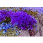 Fresh Heirloom Purple Mountain Phlox Seeds 120PCS Wildflowers Flowers