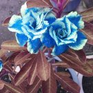 Fresh Desert Rose Adenium Seeds Sky Blue Double Petals with White Edge Flowers