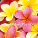 Fresh Garden Frangipani Plumeria Seeds