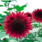 Fresh Dwarf Sunflower Seeds Red