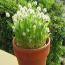 Fresh White Bunny Tails Grass Lagurus Ovatus Seeds