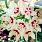 Fresh Orchid Ball Rare Ball Orchid Flower Perennial Plant Hoya Carnosa Seeds (Color 3)