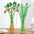 Fresh BELLFARM 50PCS Lucky Bamboo Seeds Home Garden Decoration Perennial Indoor Plant
