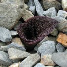 Fresh Massonia pustulata Seeds Purple Succulent 100% Right Variety Blistered Massonia
