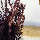 Fresh Eucalyptus globules Labill Seeds Salix Leaf