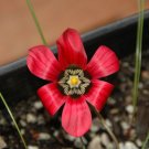 Fresh Rare Romulea amoena Seeds South African Crocus Seeds Carmine Red Flowers