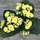 Fresh Longevity Flower Seeds Yellow