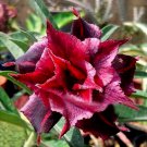 Fresh 20PCS Adenium Desert Rose Seeds 5 Layer Black Dark Red Petals Long Flower Tails