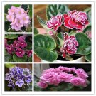 Fresh 50PCS African Violet Seeds Mixed 5 Varieties Saintpaulia ionantha