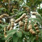 Fresh Tamarind Seeds Sweet Indian Date Makam Dwarf (Dwarf Tamarindus indica)