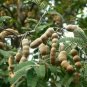 Fresh Tamarind Seeds Sweet Indian Date Makam Dwarf (Dwarf Tamarindus indica)
