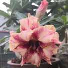 Fresh Desert Rose Seeds Golden Blood Red Double Petals Red Stripe Flower Seeds 6 Layer