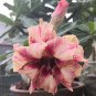 Fresh Desert Rose Seeds Golden Blood Red Double Petals Red Stripe Flower Seeds 6 Layer