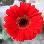 Fresh BELLFARM Gerbera Red African Transvaal Daisy Seeds