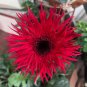 Fresh Rose Red Gerbera Spider Daisy Double Flowers Seeds Ornamental Tender Perennial