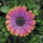 Fresh Copper Amethyst African Daisies Seeds Must Grow Gorgeous