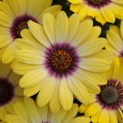 Fresh Blue eyed Beauty African Daisy Seeds Fantastic Annual Gerbera jamesonii Flowers