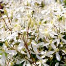 Fresh Sweet Autumn Clematic Seeds 100PCS