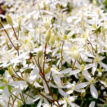 Fresh Sweet Autumn Clematic Seeds 100PCS