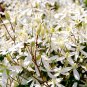 Fresh Sweet Autumn Clematic Seeds 100PCS