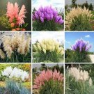 Fresh 200 Seeds Pampas Grass G2 Mixed Colors Purple Pink Cream Orange Cream White