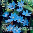 Fresh Giant Hepatica Nolilis Bonsai Seeds