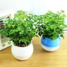 Fresh Radermachera Sinica Bonsai Seeds