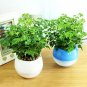 Fresh Radermachera Sinica Bonsai Seeds