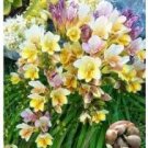 Fresh Freesia Bonsai Flower Seeds