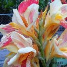 Fresh Canna Lily Bulbs Corloful Flowers