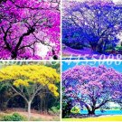 Fresh Jacaranda Mimosifolia Tree Seeds Mixed