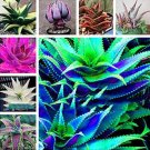 Fresh Mixed Aloe Seeds 100PCS