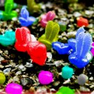 Fresh BELLFARM Monilaria Obconica Seeds Natural Hybrid Little Rabbit Succulent s Seeds