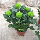 Fresh 150 Bellis perennis Flowers Seeds Green Pink White Yellow Dark Red Daisy Flowers