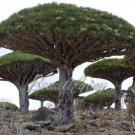 Fresh Dragon Blood Tree Seeds