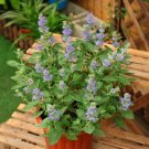 Fresh Agastache Rugosa 100 Seeds Korean Indian Mint Blue Licorice Purple Giant Hyssop