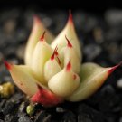 Fresh Echeveria Agavoides Seeds E. agavoides Ebony Salitrera