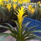 Fresh Pineapple Seeds Yellow Ornamental Leaves Bromeliad Plant Seeds 20+