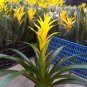 Fresh Pineapple Seeds Yellow Ornamental Leaves Bromeliad Plant Seeds 20+