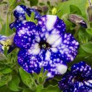 Fresh BELLFARM 200PCS Starry Sky Petunia Seeds