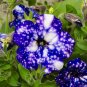 Fresh BELLFARM 200PCS Starry Sky Petunia Seeds