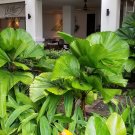 Fresh BELLFARM Licuala Cordate Rare Seeds 40+ Round Mellow Leaves Perennial Plants