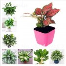 Fresh 50Pcs Heirloom Aglaonema Green Taro Seeds