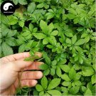 Fresh 100pcs Plant Herb Jiaogulan Grow Medicine Herbs Tea Seeds